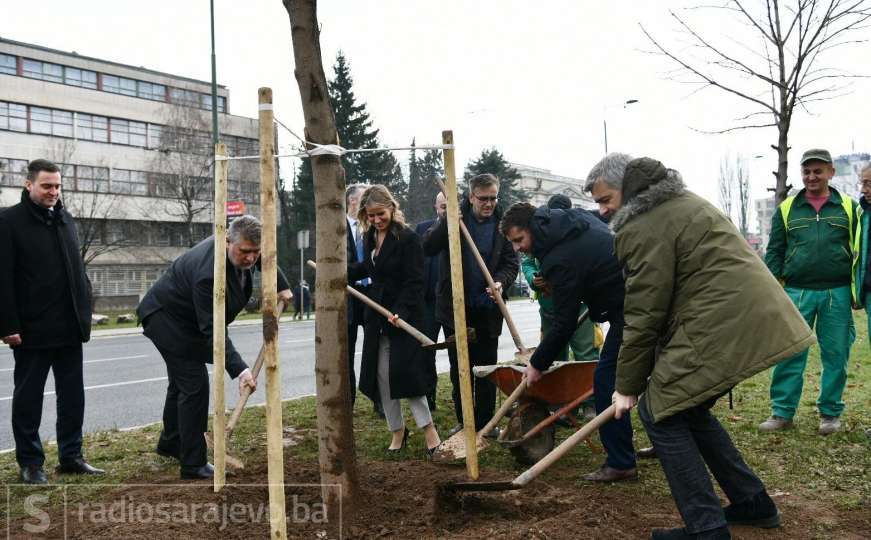 Brza reakcija Vlade KS na inicijativu KJKP Parka: Posađeno novo veće drvo